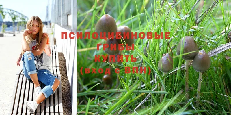 Псилоцибиновые грибы Magic Shrooms  маркетплейс клад  Кадников 